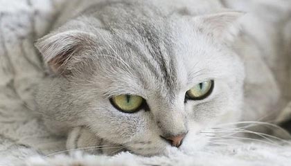 爱游戏体育-中国篮球国际合作新举措揭晓，拓宽交流平台，篮球联赛中国